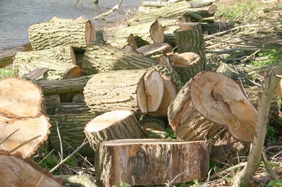 Measuring wood logs for supply chain
